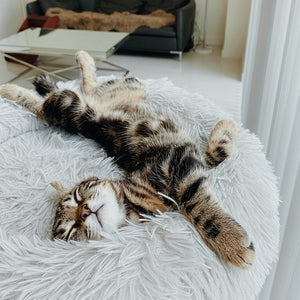 Deep Sleep Cat Bed