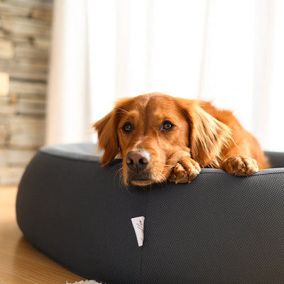 Nest Dog Bed