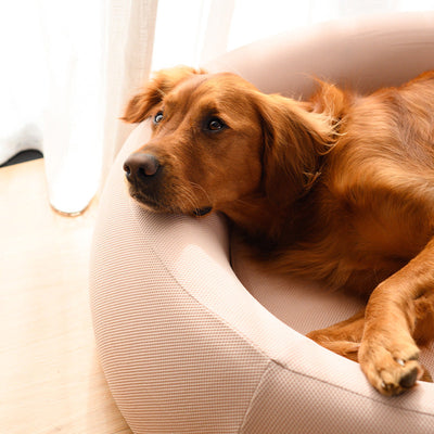 Nest Dog Bed