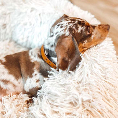 Deep Sleep Pet Bed