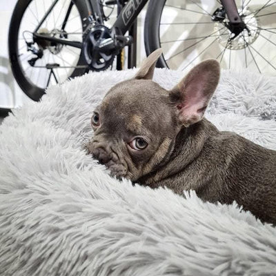 Deep Sleep Pet Bed