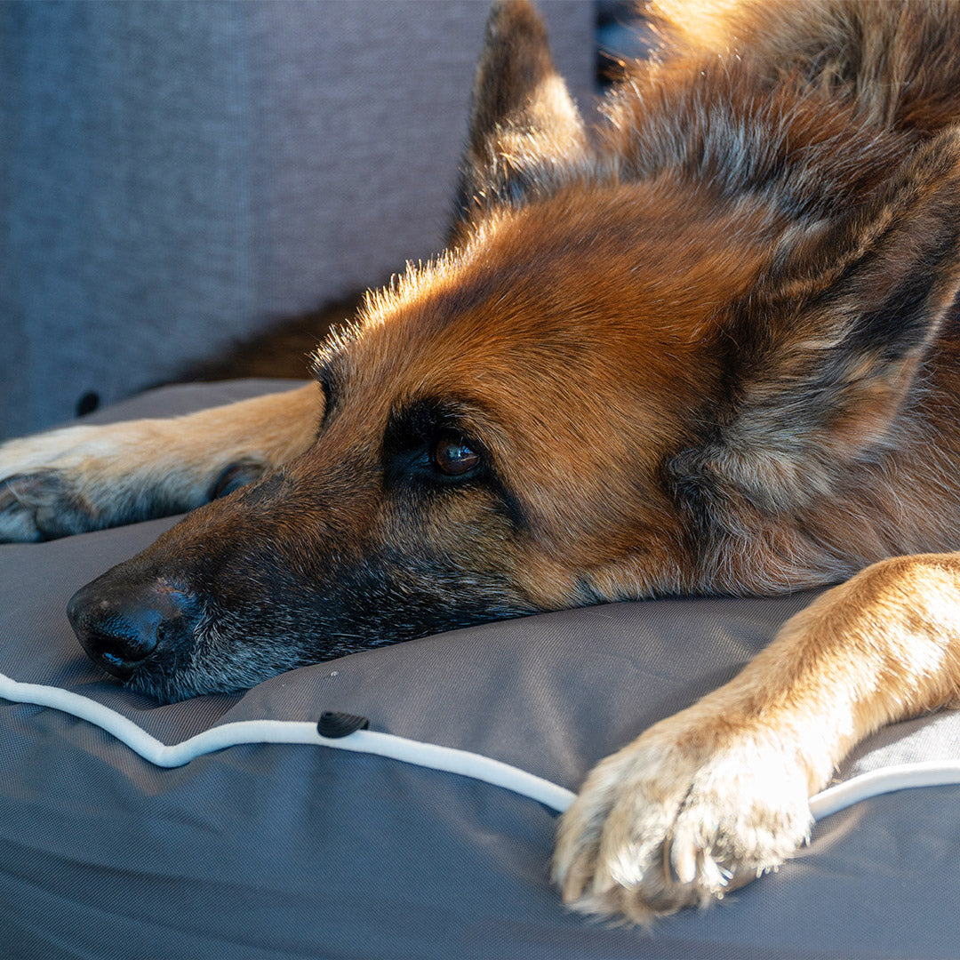 Chew Proof Luxe Lounger (2-in-1 Dog Bed)