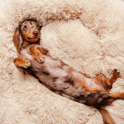 Deep Sleep Pet Bed