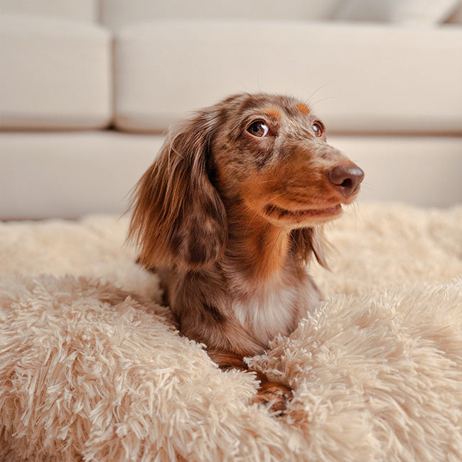 Deep Sleep Pet Bed