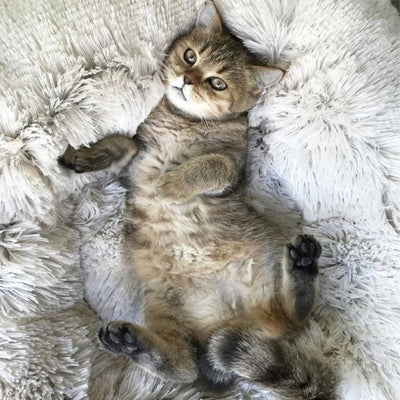 Deep Sleep Cat Bed