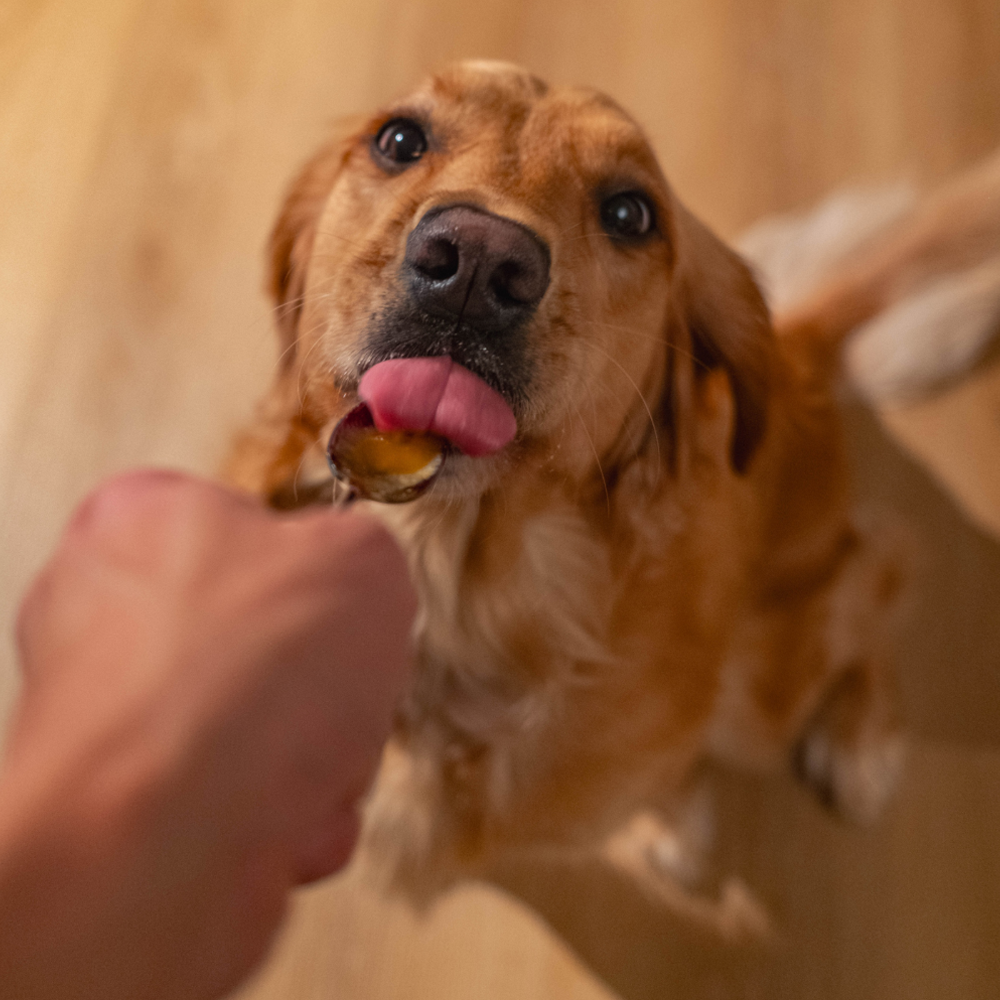 KORE Pet Manuka MGO 100+ Honey