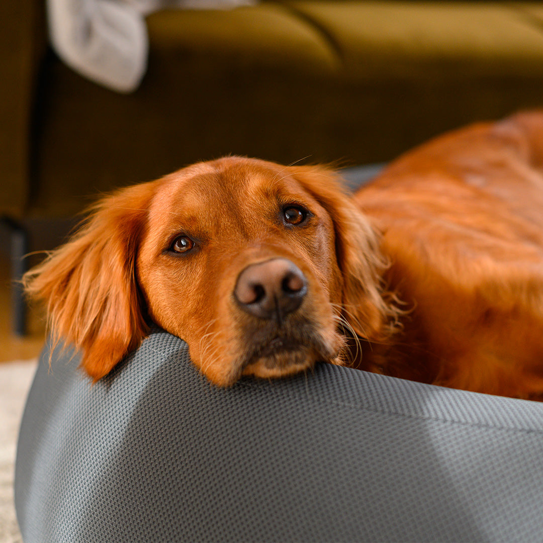 Nest Dog Bed